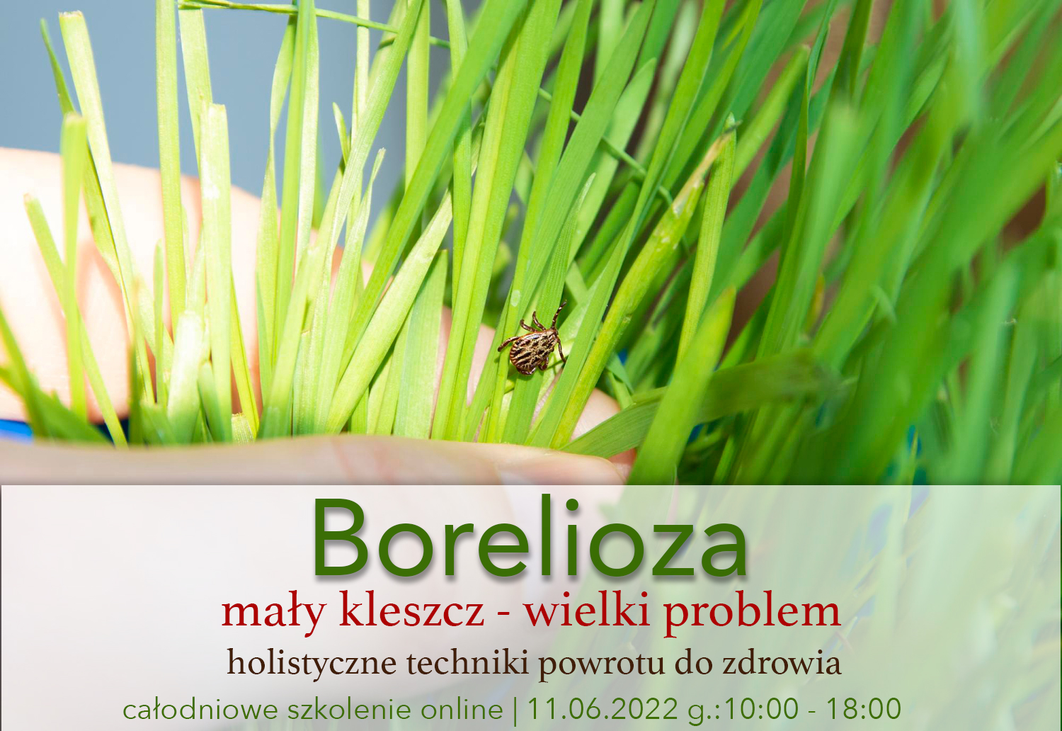 Borelioza