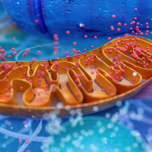 Potężne Mitochondria